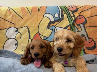 Gorgeous Cockapoo Puppies🐾
