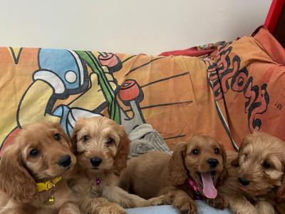 Gorgeous Cockapoo Puppies🐾