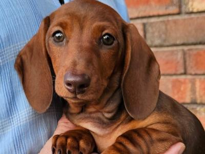 Smooth Coat Miniature male Dachshund puppy in Limerick