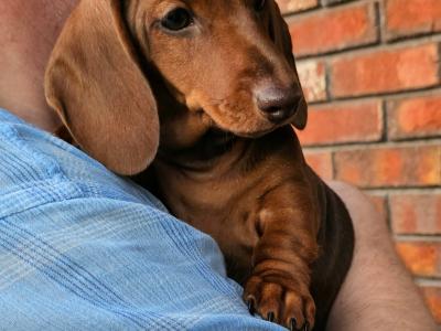Smooth Coat Miniature male Dachshund puppy in Limerick