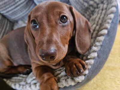 Smooth Coat Miniature male Dachshund puppy in Limerick