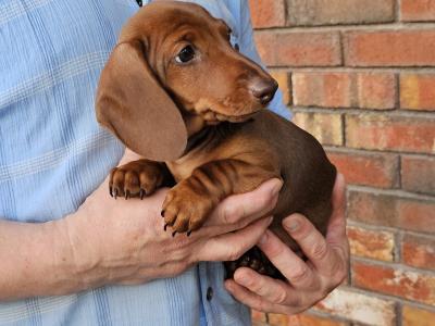 Smooth Coat Miniature male Dachshund puppy in Limerick