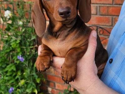Smooth Coat Miniature male Dachshund puppy in Limerick