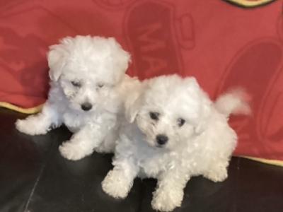Bichon Frise puppies in Cork