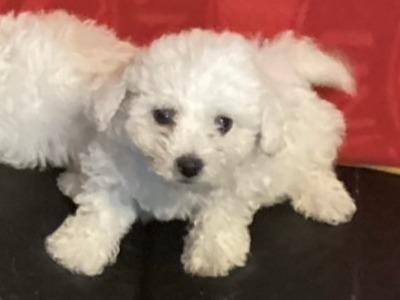 Bichon Frise puppies in Cork