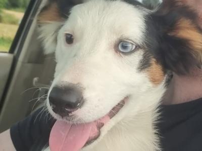 Intelligent tri colour female collie