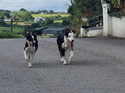 Intelligent tri colour female collie