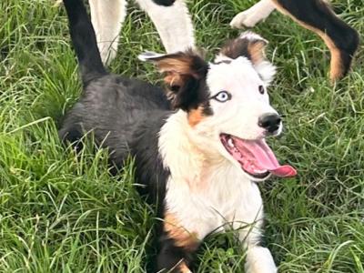 Intelligent tri colour female collie
