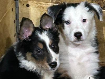 Intelligent tri colour female collie