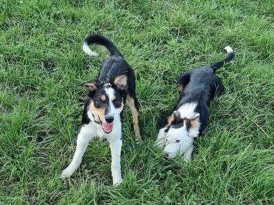 Intelligent tri colour female collie