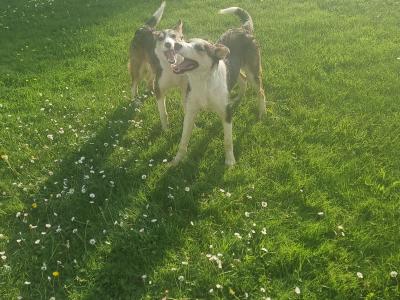 Intelligent tri colour female collie