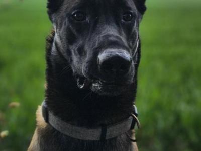 Proven IKC Registered Belgian Malinois for stud