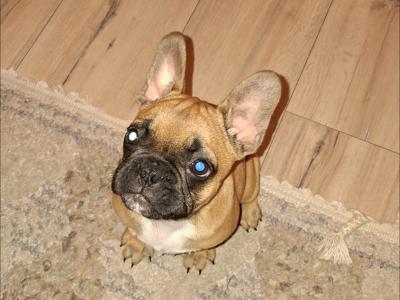 French Bulldog pups