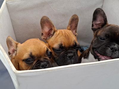 French Bulldog pups