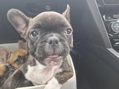 French Bulldog pups
