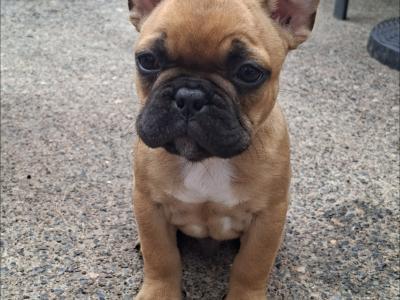 French Bulldog pups
