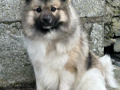 IKC registered (PENDING) German Spitz Mittels male, 1st Cousins to the Pomeranian