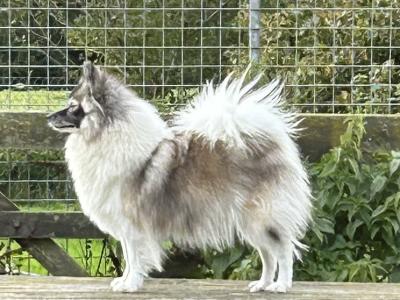 IKC registered (PENDING) German Spitz Mittels male, 1st Cousins to the Pomeranian