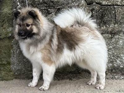IKC registered (PENDING) German Spitz Mittels male, 1st Cousins to the Pomeranian