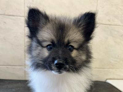 IKC registered (PENDING) German Spitz Mittels male puppies, 1st Cousins to the Pomeranian