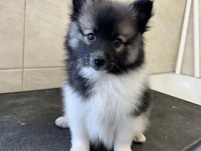 IKC registered (PENDING) German Spitz Mittels male, 1st Cousins to the Pomeranian