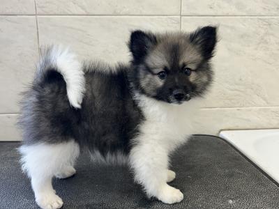 IKC registered (PENDING) German Spitz Mittels male, 1st Cousins to the Pomeranian