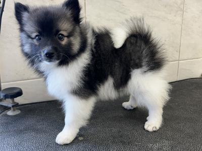 IKC registered (PENDING) German Spitz Mittels male, 1st Cousins to the Pomeranian