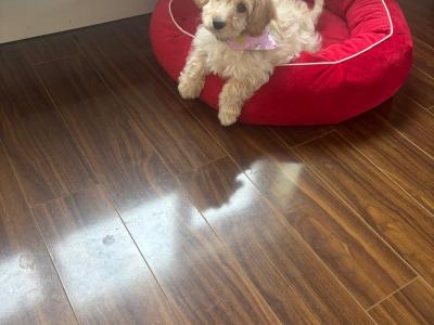 Cavachon puppies in Kilkenny