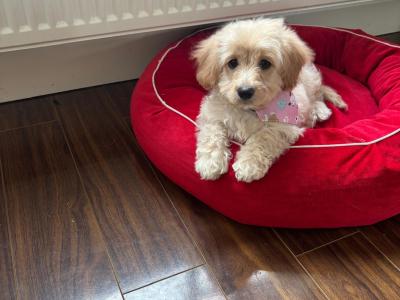 Cavachon puppies in Kilkenny