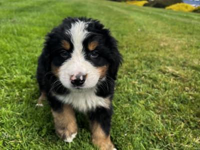 Beautiful Bernese Puppy male
