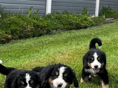 Beautiful Bernese Puppy male