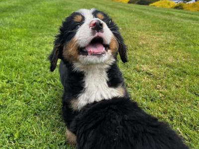 Beautiful Bernese Puppy male