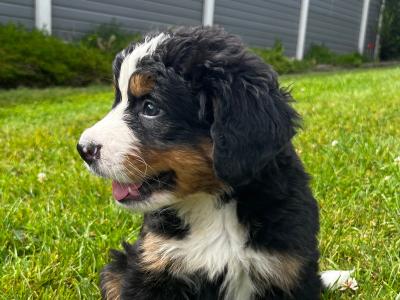 Beautiful Bernese Puppy male
