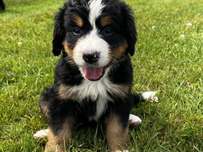 Beautiful Bernese Puppy male
