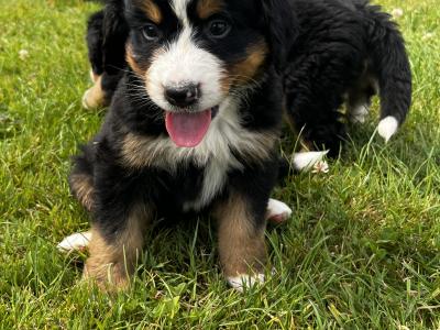 Beautiful Bernese Puppy male