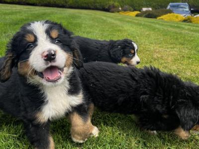 Beautiful Bernese Puppy male