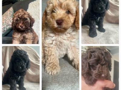 (All pups on hold)Registered Breeder / Toy Cockapoo puppies in Wexford