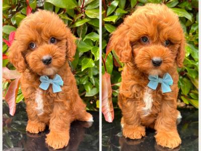 Adorable Cockapoo puppies