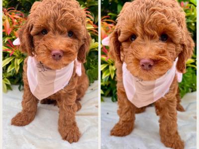 Adorable Cockapoo puppies