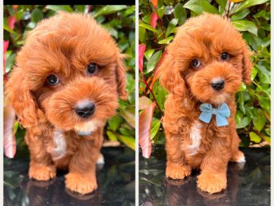 Adorable Cockapoo puppies