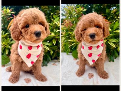 Adorable Cockapoo puppies