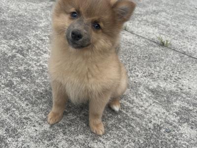 Pomeranian puppies 😍 in Cavan (video included)
