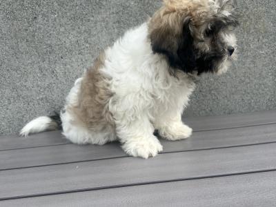 Teddy Bear puppies in Cavan 😍 (video included)