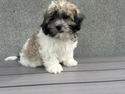 Teddy Bear puppies in Cavan 😍 (video included)