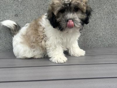 Teddy Bear puppies in Cavan 😍 (video included)