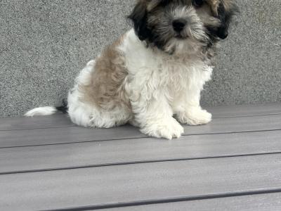 Teddy Bear puppies in Cavan 😍 (video included)
