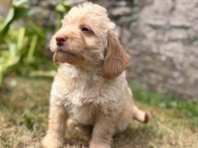 Beautiful Labradoodle puppies in Wicklow