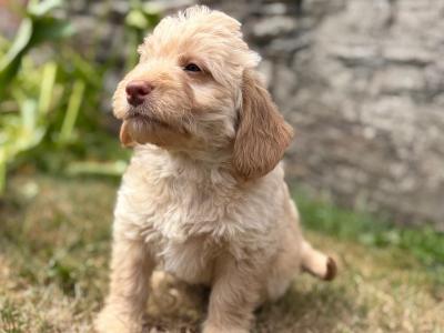 Labradoodle puppies in Wicklow - One fawn male
