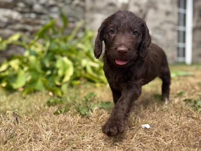 Beautiful Labradoodle puppies in Wicklow