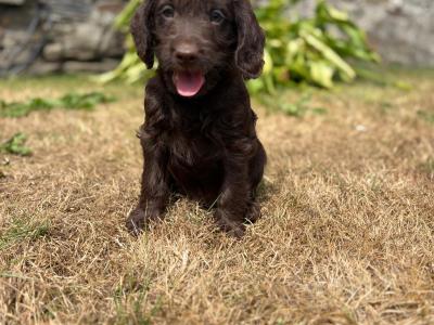 Beautiful Labradoodle puppies in Wicklow